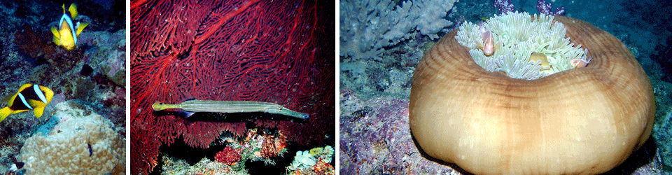 Fiji Diving